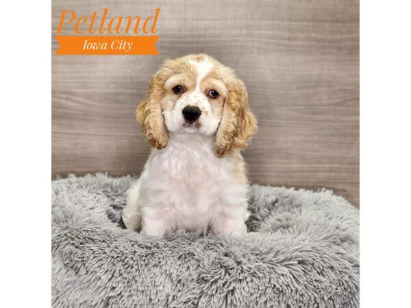 Cocker Spaniel Dog Female White / Buff 18949 Petland Iowa City, Iowa