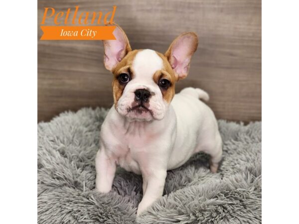 French/English Bulldog Dog Female wh & fn 18941 Petland Iowa City, Iowa