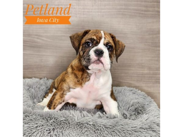 Mini Bulldog 2nd Gen-Dog-Male-brdl & wh-18936-Petland Iowa City, Iowa