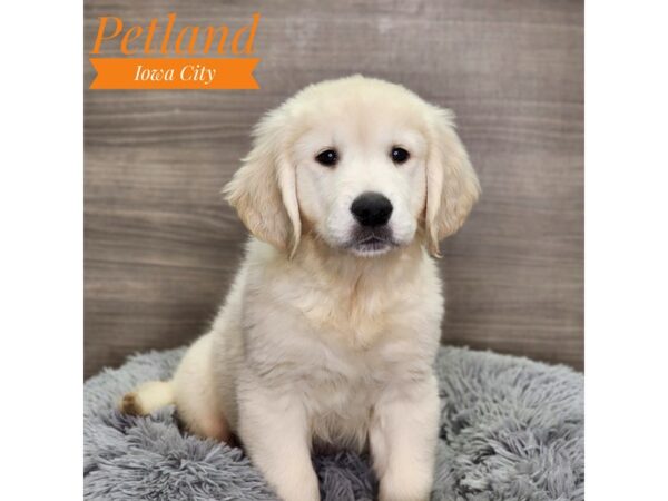 Golden Retriever Dog Male Light Golden 18952 Petland Iowa City, Iowa