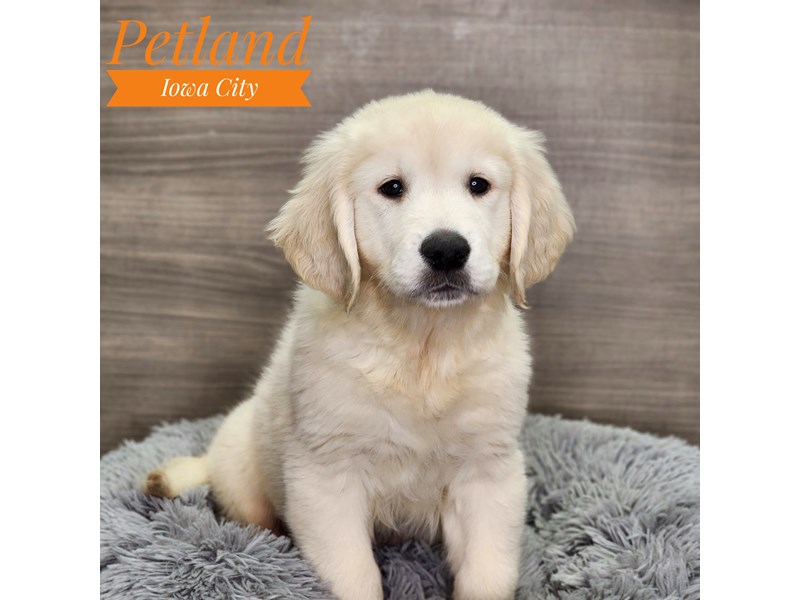 Golden Retriever Dog Male Light Golden 18952