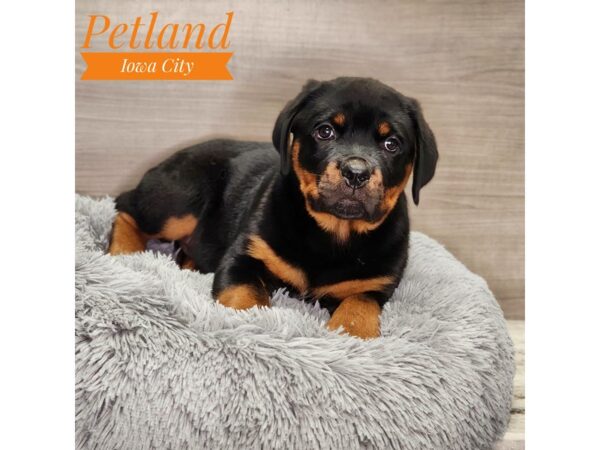 Rottweiler Dog Male Black / Tan 18953 Petland Iowa City, Iowa