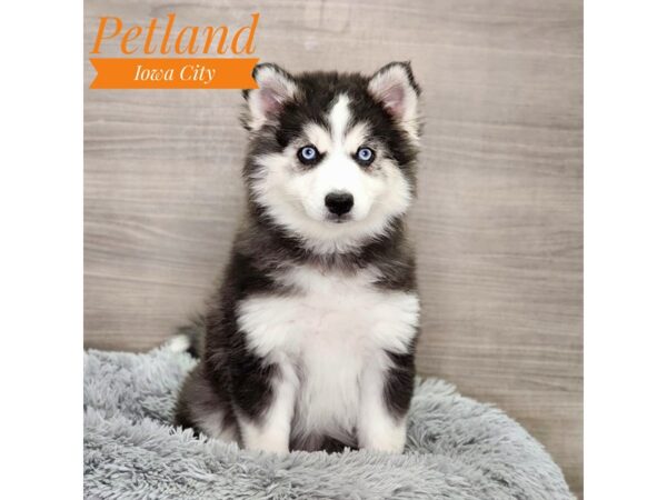 Huskimo Dog Female Black / White 18957 Petland Iowa City, Iowa