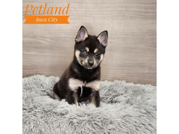 Alaskan Klee Kai Dog Male Black / White 18956 Petland Iowa City, Iowa