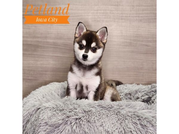 Alaskan Klee Kai-Dog-Female-Black / White-18955-Petland Iowa City, Iowa