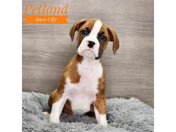 Boxer Dog Male 18960 Petland Iowa City, Iowa