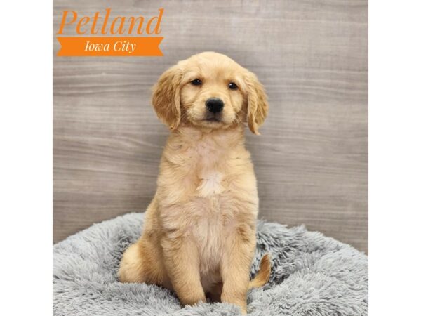 Golden Retriever Dog Female gldn 18973 Petland Iowa City, Iowa