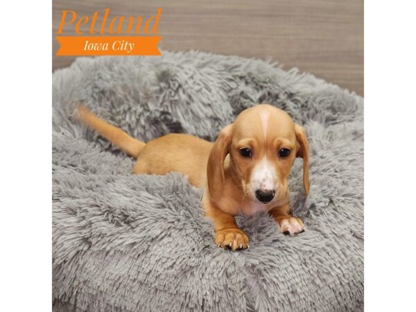 Dachshund Dog Male fn 18970 Petland Iowa City, Iowa