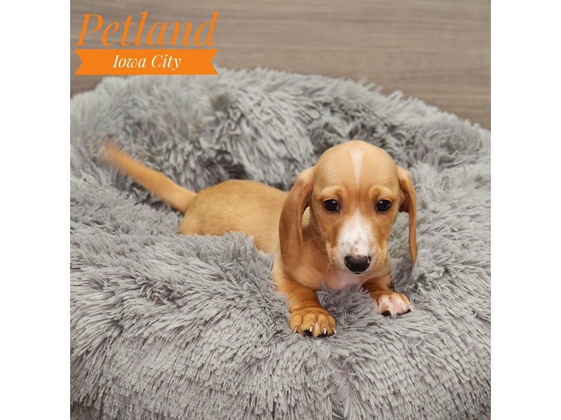 Dachshund Dog Male fn 18970