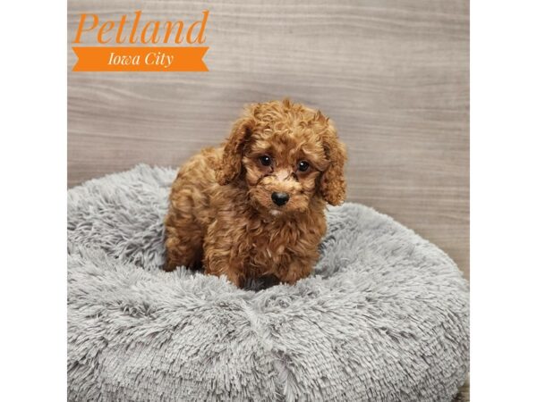 Cockapoo 2nd gen-Dog-Male-rd-18969-Petland Iowa City, Iowa