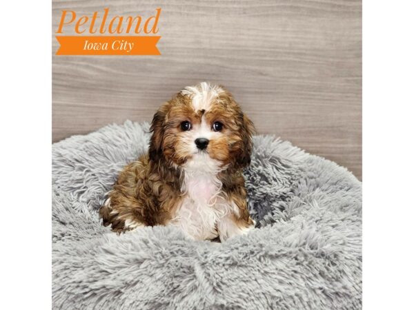 Cavachon-Dog-Female-Sable / White-18966-Petland Iowa City, Iowa