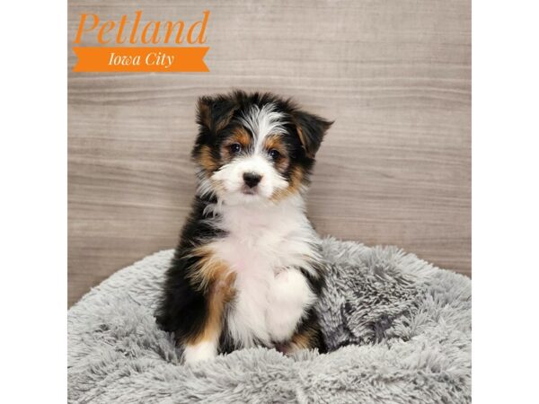 Yorkshire Terrier/Australian Shepherd-Dog-Female-Tri-Colored-18965-Petland Iowa City, Iowa