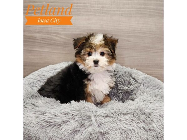 Yorkshire Terrier/Australian Shepherd-Dog-Male-Tri-Colored-18964-Petland Iowa City, Iowa