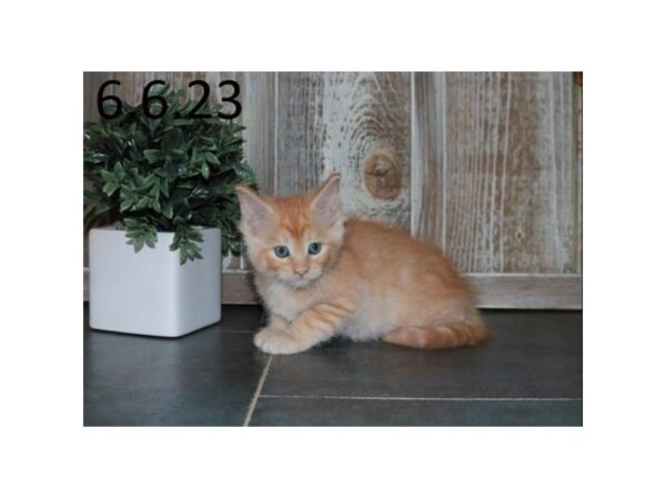 Ragdoll/Maine Coon-Cat-Male-Orange-18988-Petland Iowa City, Iowa