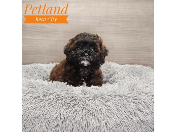 Shih Poo-Dog-Female--18991-Petland Iowa City, Iowa