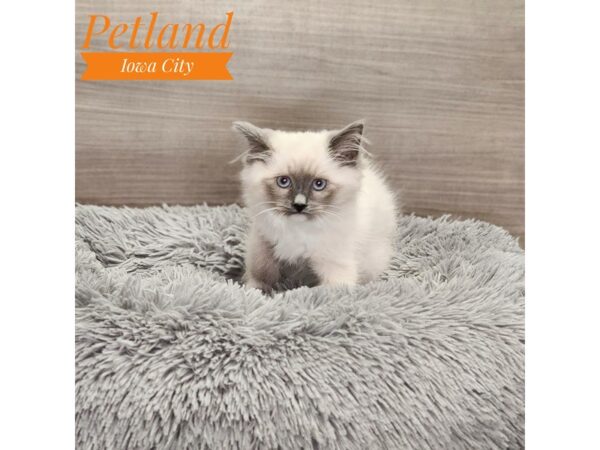 Ragdoll/Siberian Cat-Cat-Female-White-18989-Petland Iowa City, Iowa