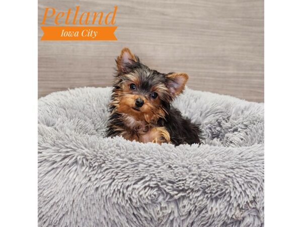 Yorkshire Terrier-Dog-Male-Blk&Gld-18992-Petland Iowa City, Iowa