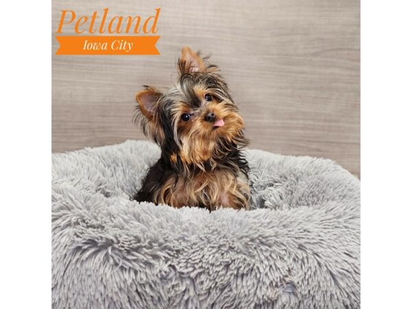 Yorkshire Terrier Dog Female blk & gld 18994 Petland Iowa City, Iowa