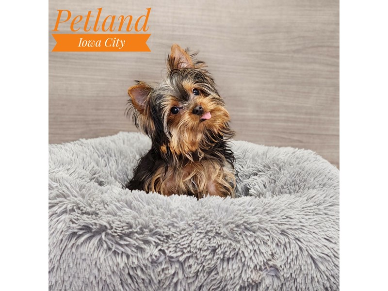Yorkshire Terrier Dog Female blk & gld 18994