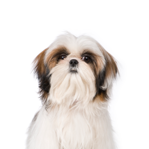 Petland Iowa City, Iowa Shih Tzu