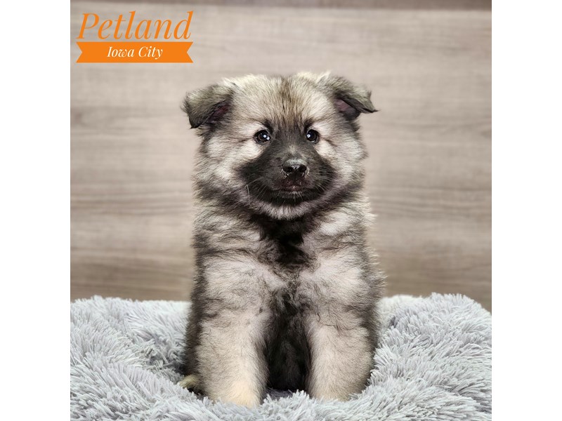 Keeshond Dog Male Black / Silver 18815