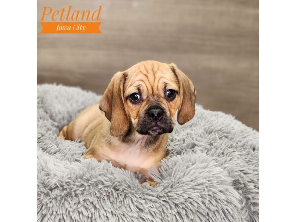 Puggle Dog Female fn sbl 18835 Petland Iowa City, Iowa