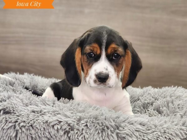 Beagalier-Dog-Male-Tri-Colored-18842-Petland Iowa City, Iowa