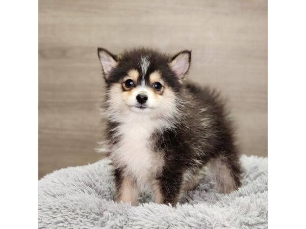 Pomsky 2nd Gen Dog Female Black / White 18902 Petland Iowa City, Iowa