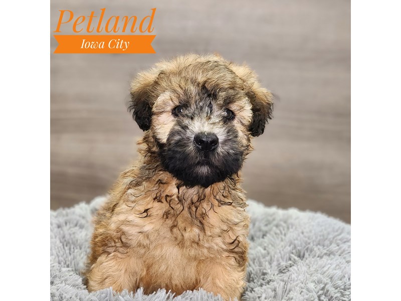 Soft Coated Wheaten Terrier Dog Male Wheaten 18917