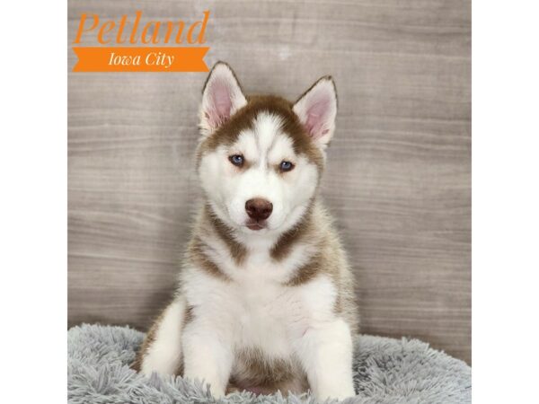 Siberian Husky Dog Female Red / White 18930 Petland Iowa City, Iowa