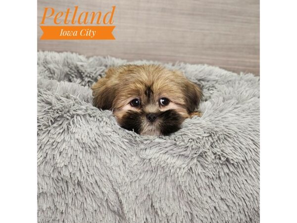 Lhasa Apso-Dog-Female-Red Sable-18929-Petland Iowa City, Iowa