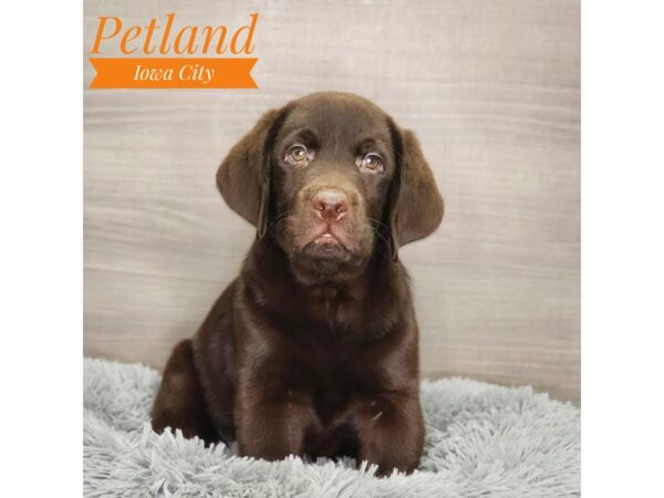 Labrador Retriever Dog Male Chocolate 18928 Petland Iowa City, Iowa