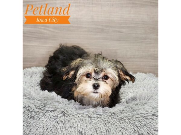 Morkie Dog Male Blk/Brwn 18942 Petland Iowa City, Iowa