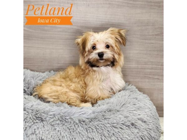 Morkie-Dog-Male-Gld-18944-Petland Iowa City, Iowa