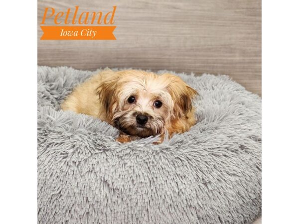 Morkie-Dog-Male-Gld-18943-Petland Iowa City, Iowa