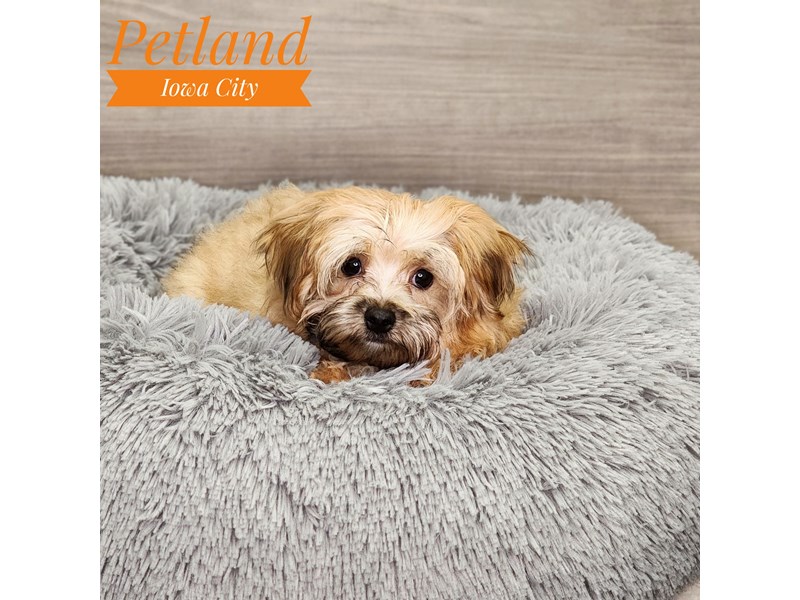Morkie Dog Male Gld 18943