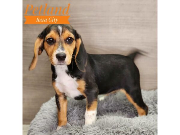 Beagle-Dog-Female-Black White / Tan-18947-Petland Iowa City, Iowa