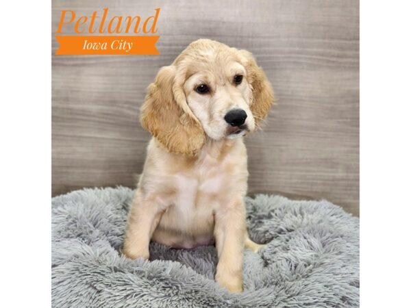 Golden Retriever/ Cocker Spaniel-Dog-Male-gldn-18938-Petland Iowa City, Iowa