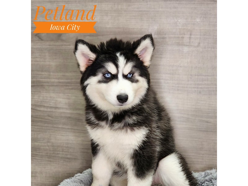 Siberian Husky Dog Female Black / White 18954