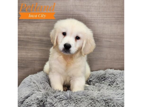 Golden Retriever Dog Male Light Golden 18951 Petland Iowa City, Iowa