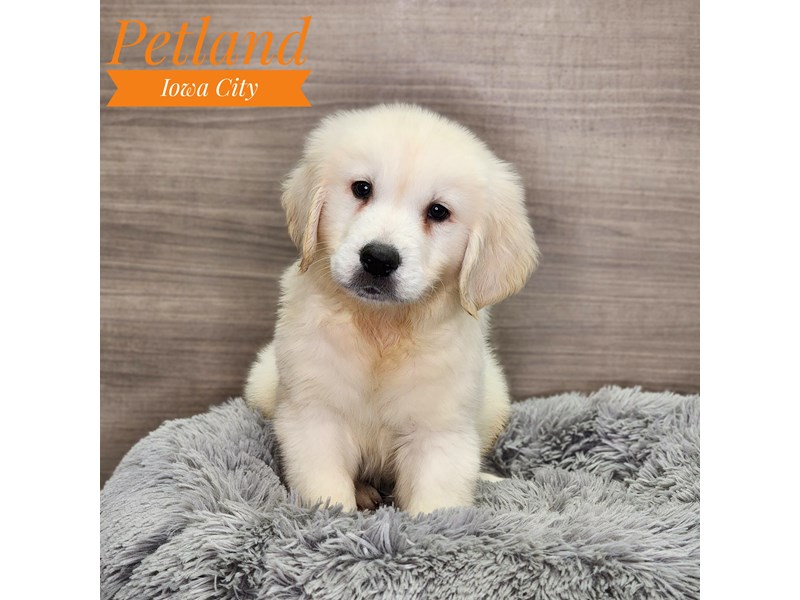 Golden Retriever Dog Male Light Golden 18951