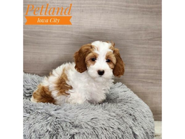 Goldendoodle Mini 2nd Gen Dog Female White 18958 Petland Iowa City, Iowa