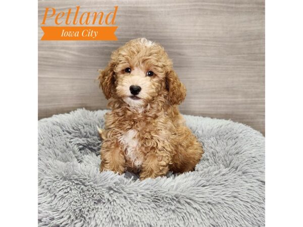 Goldendoodle Mini 2nd Gen Dog Male Red 18961 Petland Iowa City, Iowa