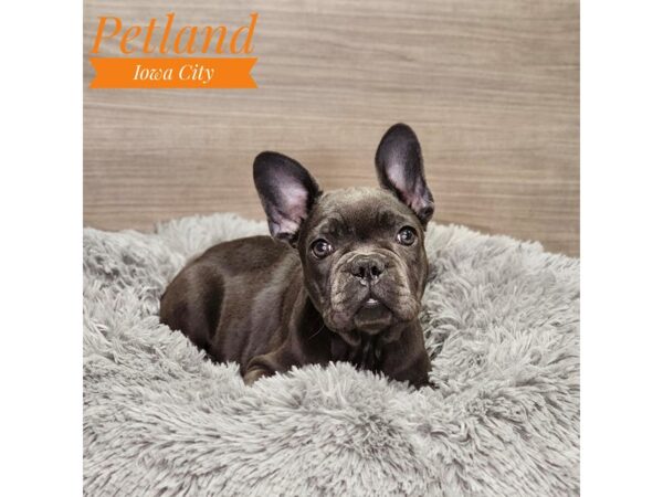 French Bulldog-Dog-Female-Blue-18950-Petland Iowa City, Iowa