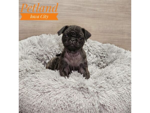 Pug-Dog-Female--18978-Petland Iowa City, Iowa