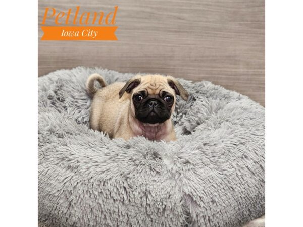 Pug Dog Male 18977 Petland Iowa City, Iowa