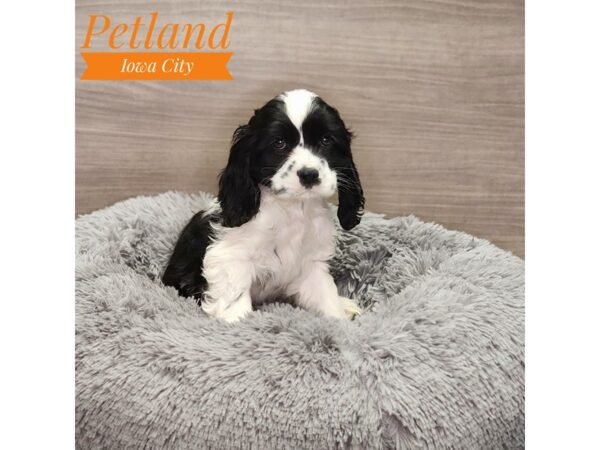 Cocker Spaniel Dog Male blk & wh 18975 Petland Iowa City, Iowa