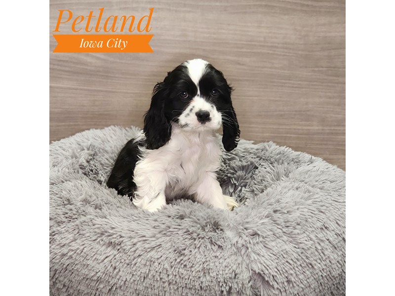 Cocker Spaniel Dog Male blk & wh 18975