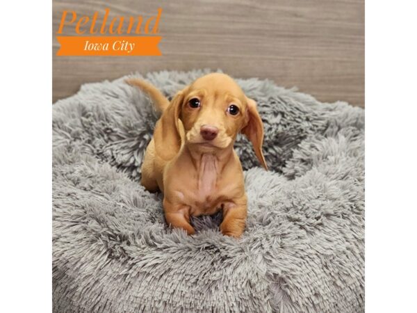 Dachshund Dog Male cr 18972 Petland Iowa City, Iowa