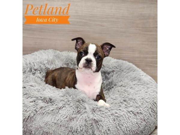 Boston Terrier Dog Female blk brdl/wh 18967 Petland Iowa City, Iowa